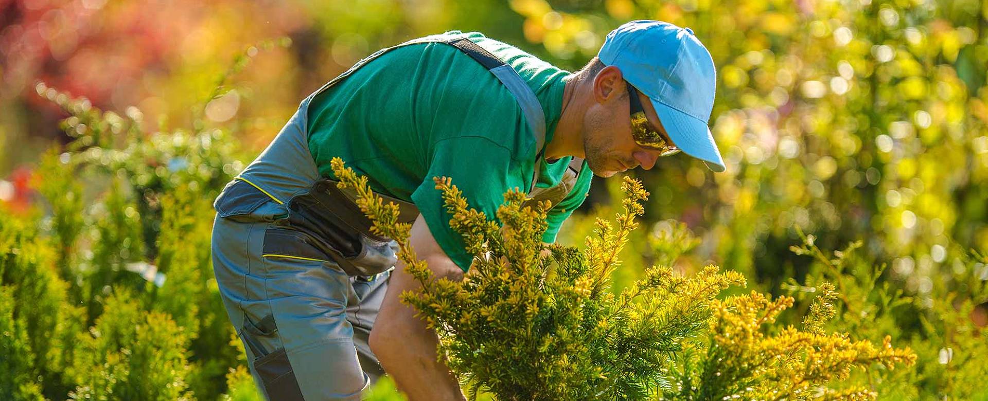 professional lawn care service in Amelia City, FL