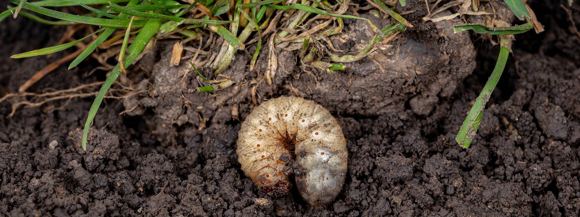 Protecting Your Lawn From Summer Pests quality lawn pest control in florida
