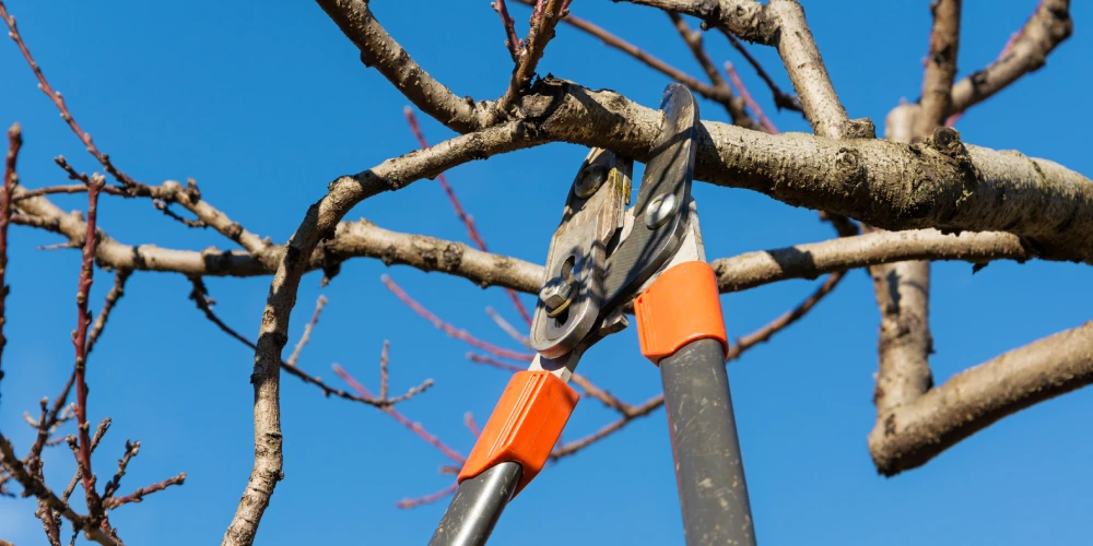 professional tree trimming for yulee fl properties