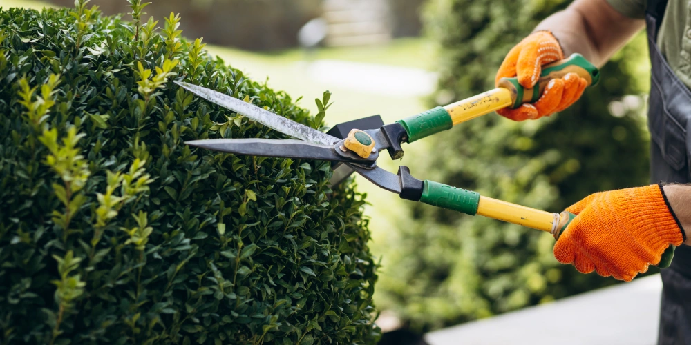 landscaping services in fernandina beach and amelia island fl